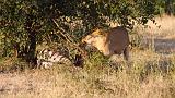 TANZANIA - Serengeti National Park - Leonessa con preda (Zebra) - 2